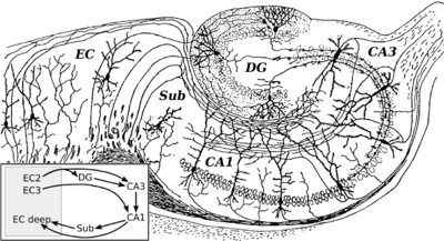 hippocampus