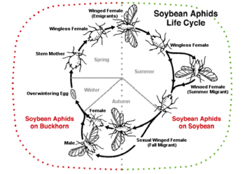 aphids have antennae with as many