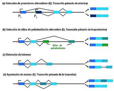 splicing alternativo